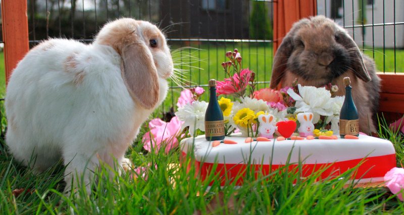 Alimentación ideal para conejos