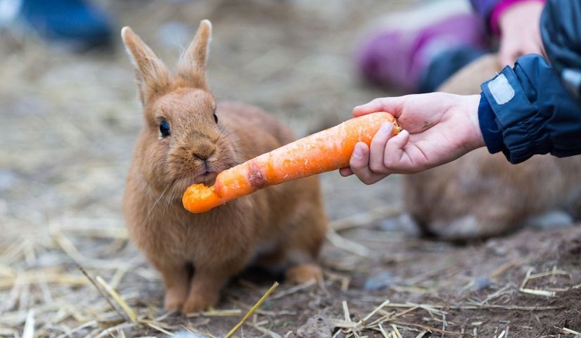 Alimentos permitidos para los conejos