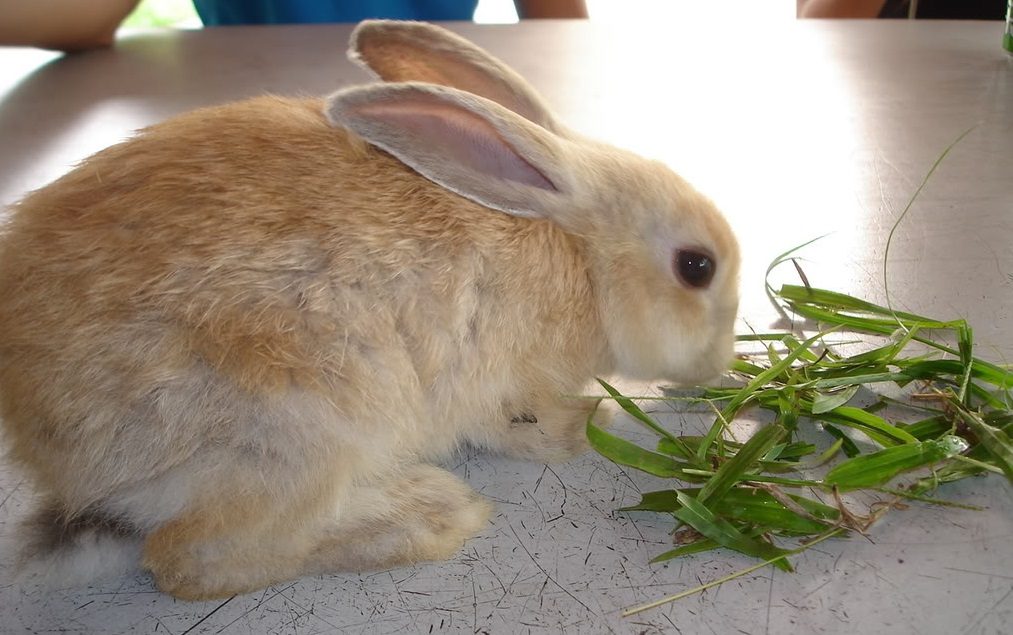 Alimentos que no pueden comer los conejos