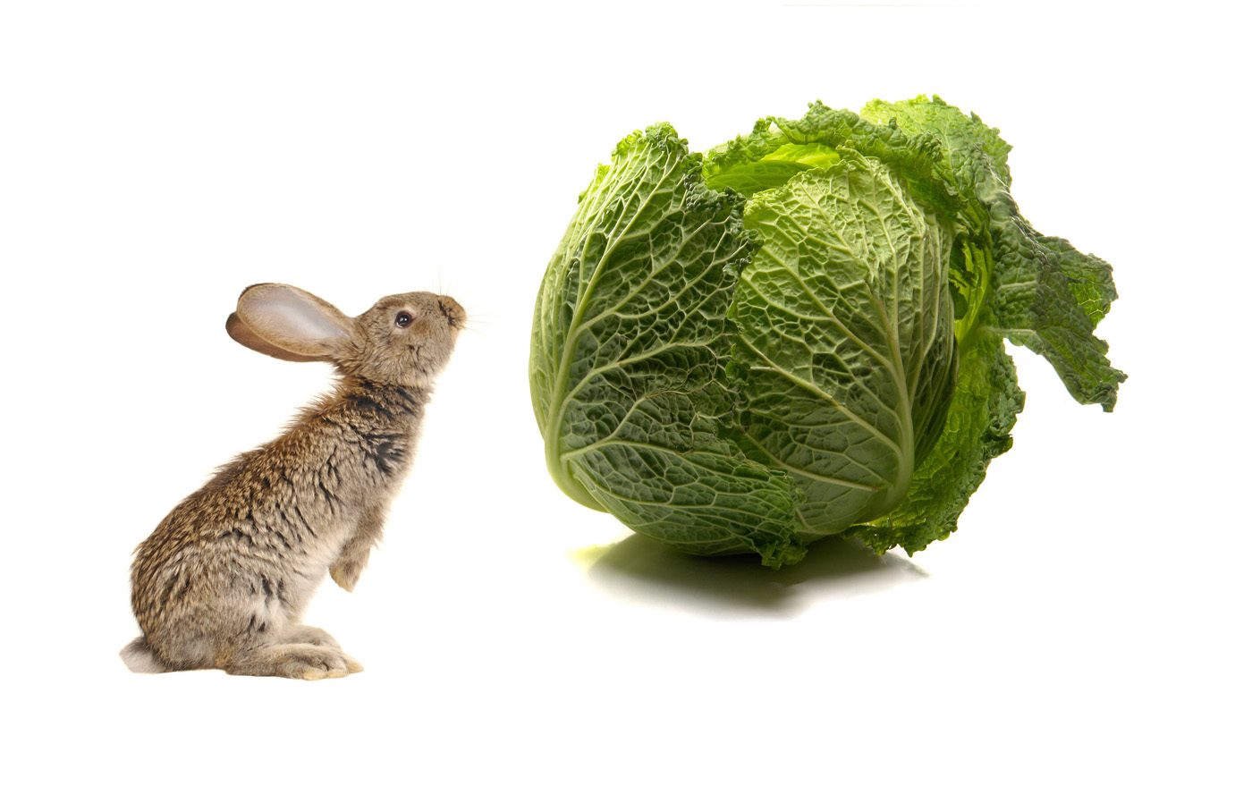 Alimentos venenosos para los conejos domésticos