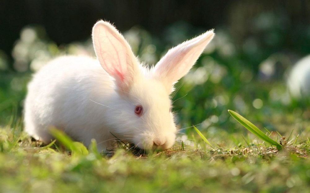 Conejo blanco de orejas largas