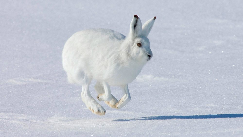 Conejo blanco en la nieve