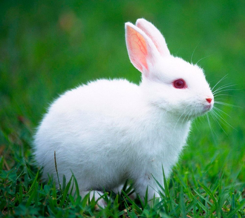 Galería De Imágenes Conejos Blancos