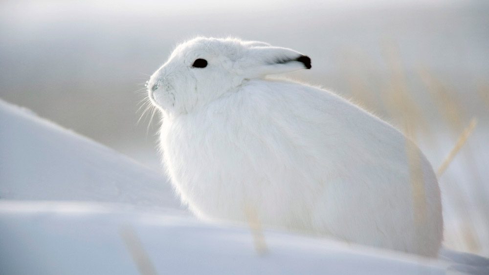 Conejos blancos en la nieve