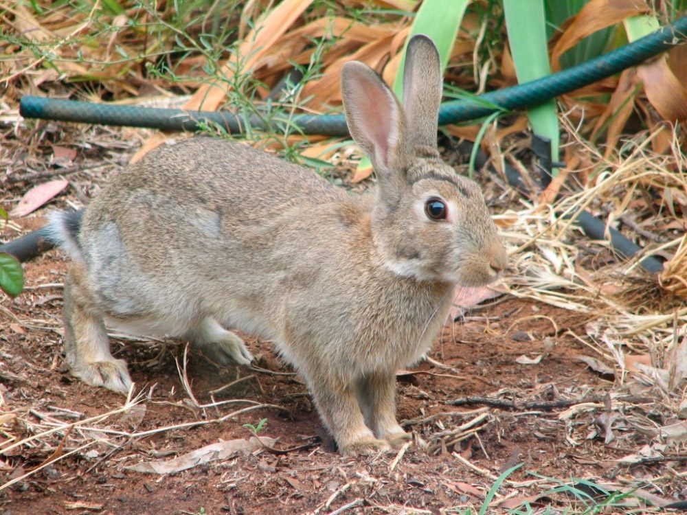 Conejos comunes o conejos de campo