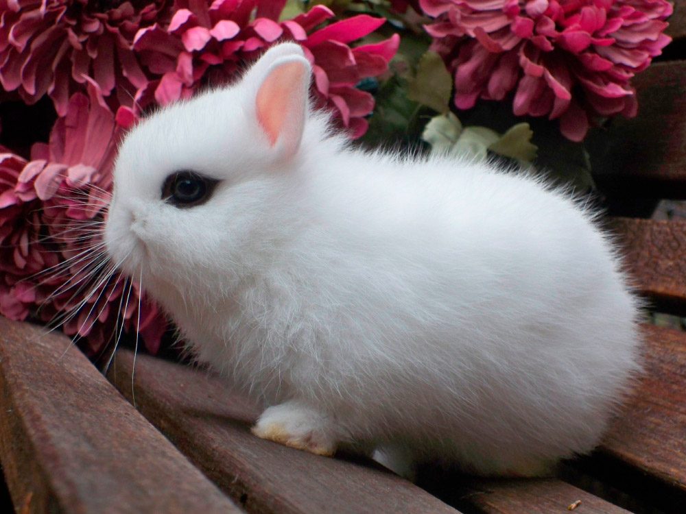Conejos enanos toy blancos
