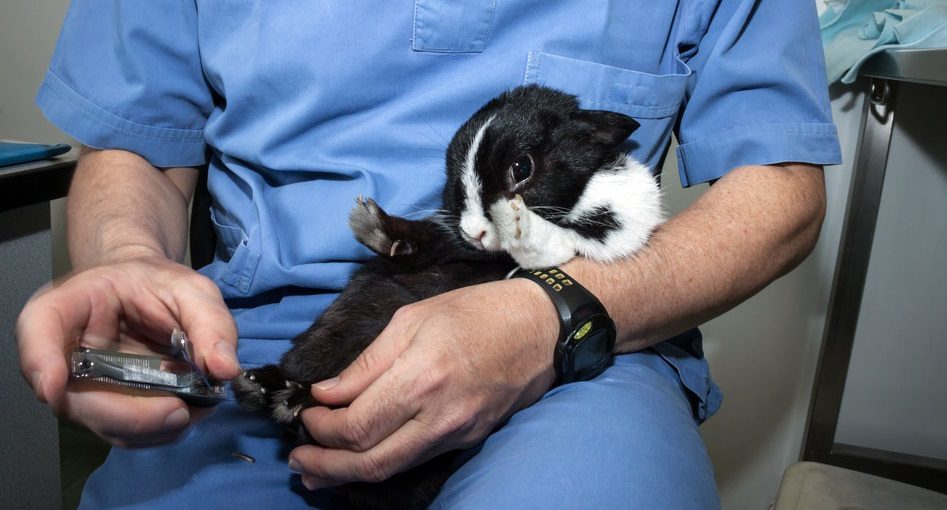 Cortar las uñas del conejo en el veterinario