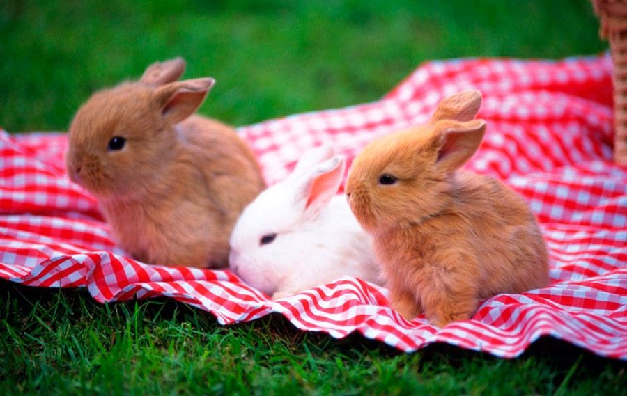 fotos de conejos bebés