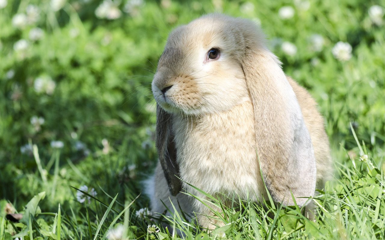 Foto de un pequeño conejo