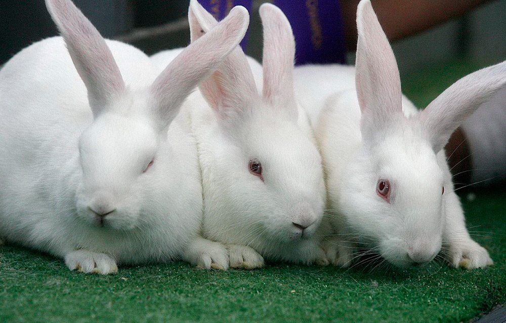 Fotos con conejos blancos