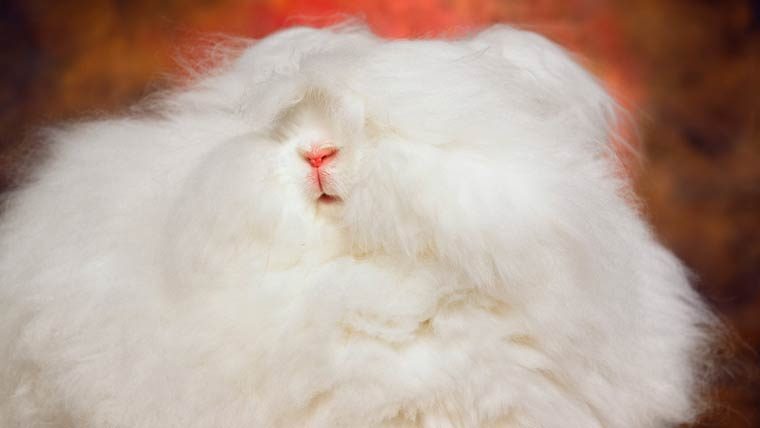 Fotos de conejos Angora blancos