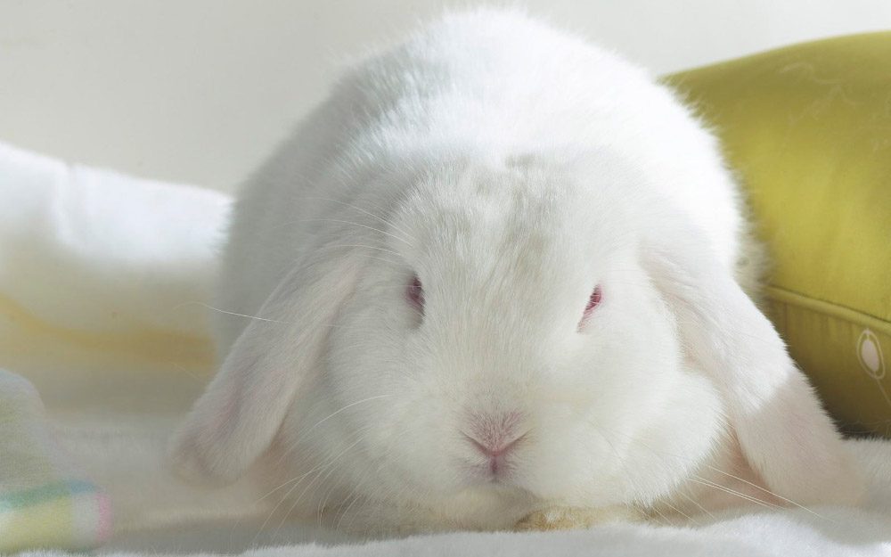 Fotos de conejos blancos