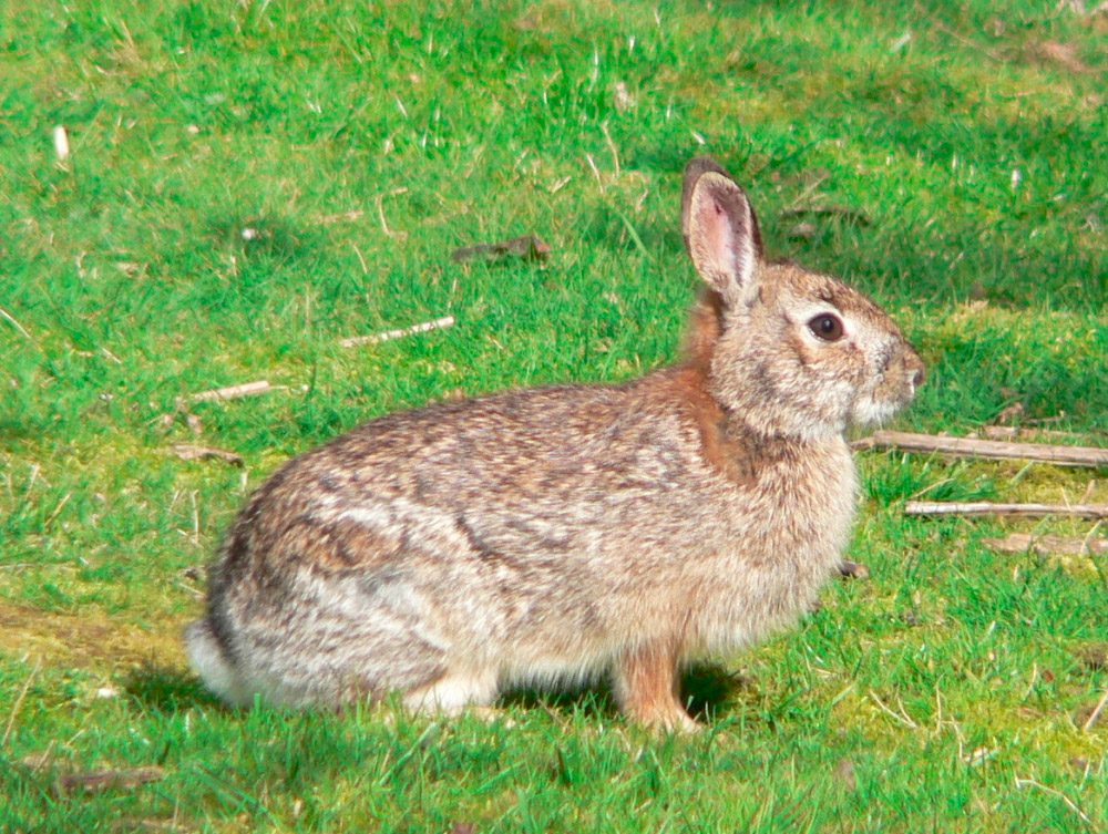 Fotos de conejos comunes