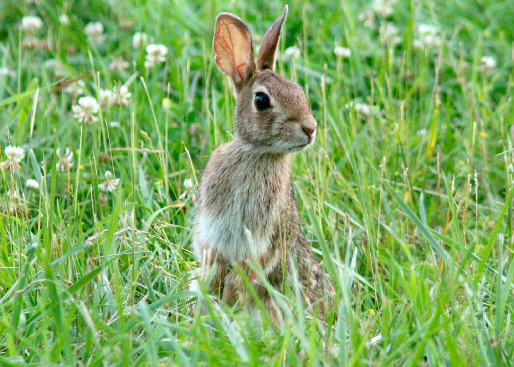 Fotos de conejos de campo