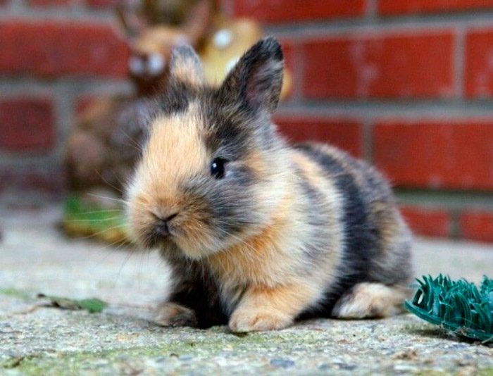 Fotos de conejos enanos arlequín