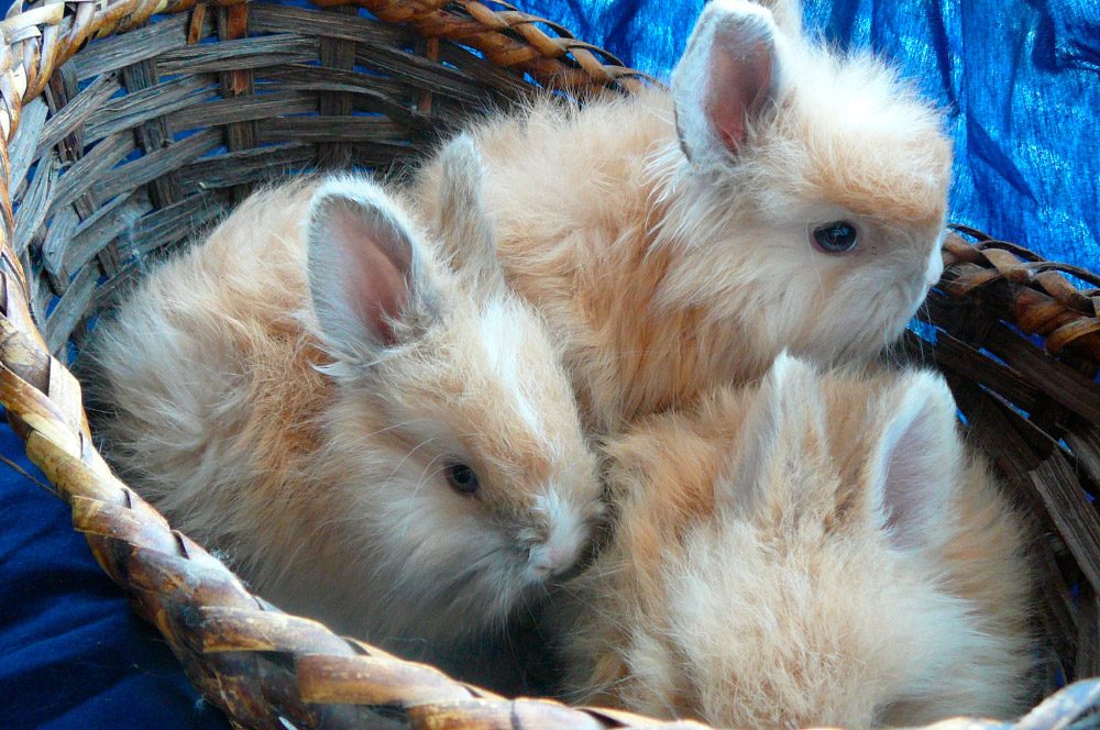 Fotos de conejos enanos de Angora