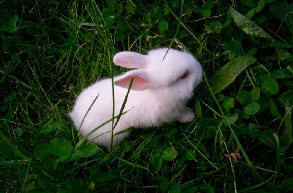 Imagenes de conejos blancos