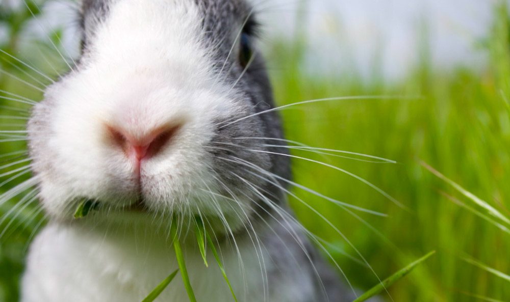 Información sobre los conejos domésticos