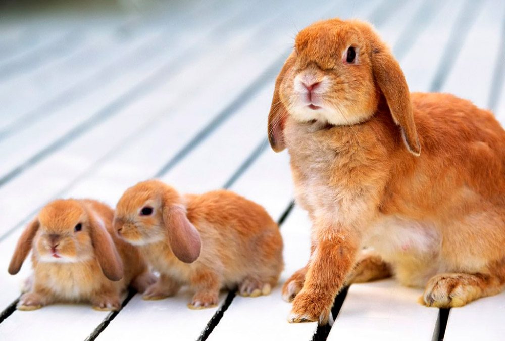 Madre conejo y sus hijos :: Imágenes y fotos