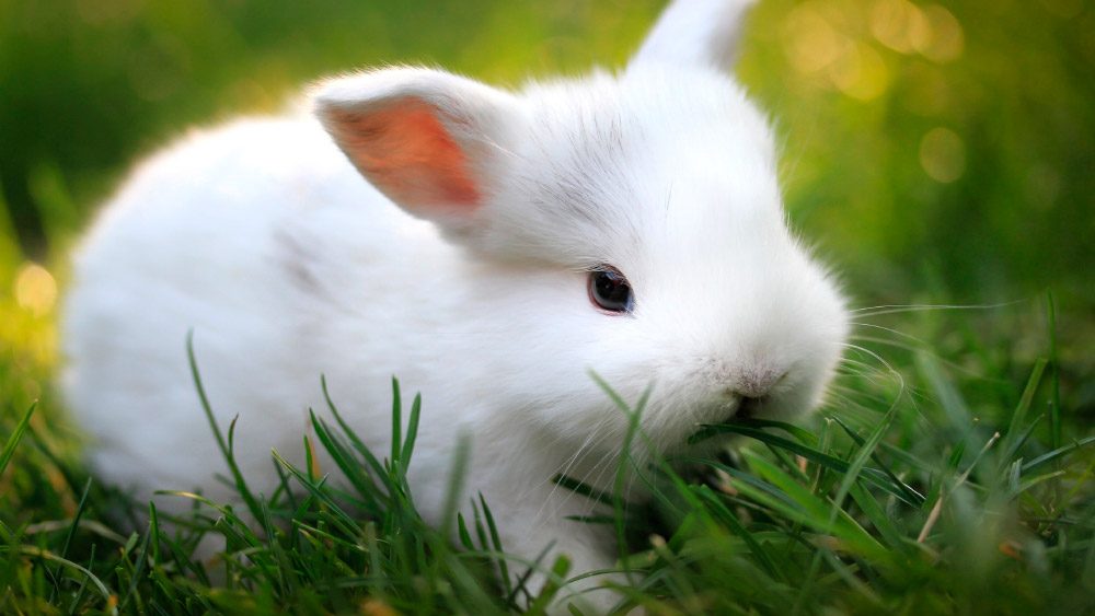 Pequeño conejo blanco