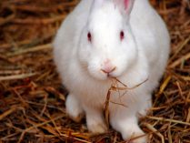 Conejo blanco comiendo