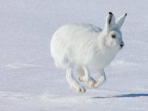 Conejo blanco en la nieve