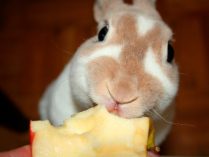 Conejo comiendo una manzana