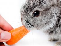 Conejo comiendo zanahorias