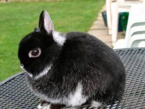 Conejo holandés enano negro