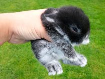 Conejo Mini Lop blanco y negro