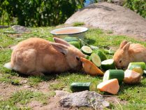 Conejos comiendo