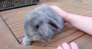 Conejos Mini Lop