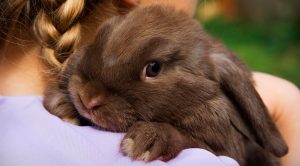 Conejos domésticos, guía básica para sus cuidados