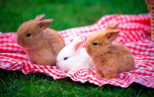 Cuidados de los conejos enanos