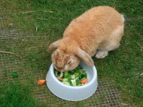 Dieta de los conejos