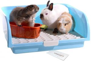 Diferencias y semejanzas entre roedores, conejos y hurones