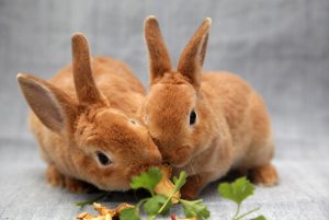 Elegir un pienso para conejos