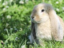 Foto de un pequeño conejo