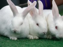 Fotos con conejos blancos