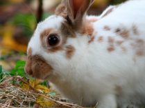Fotos de conejos english spot