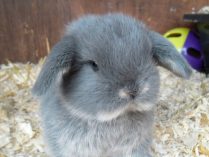 Fotos de conejos Mini Lop