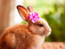 Imagen tierna de un conejo doméstico
