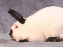 Imagenes de la raza de conejos californianos