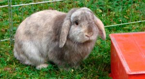 Jaula para conejos ¿Qué debemos saber?