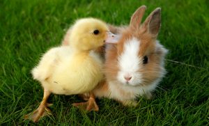 Leyendas y mitos sobre conejos