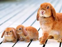 Madre conejo y sus hijos