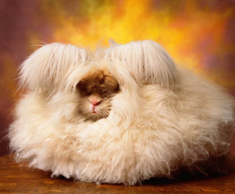 Conejo Angora de pelo blanco Conejo Angora de pelo blanco