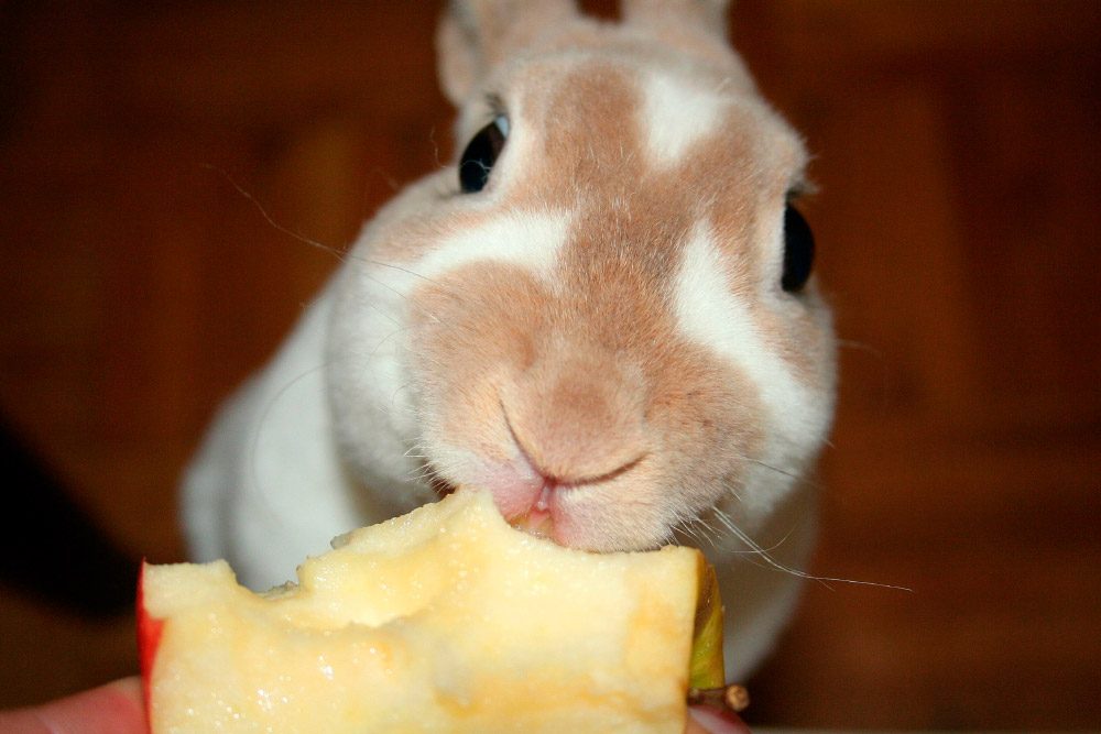 Conejo comiendo una manzana Imágenes y fotos