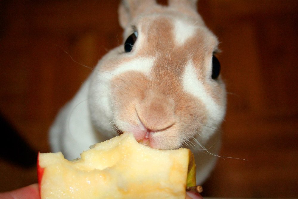 Conejo comiendo una manzana