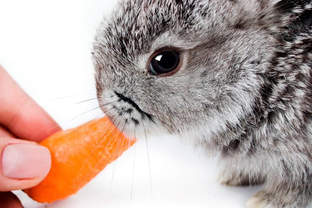 Conejo comiendo zanahorias